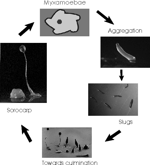 The Dictyostelium lifecycle